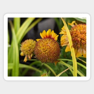 Yellow Flower Losing Petals Sticker